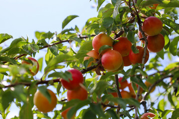 Ripe yellow-red apricots hang abundantly from branches, surrounded by green leaves. Sunlight bathes them, highlighting their juiciness and promising a bountiful harvest.
