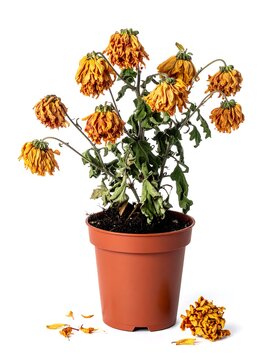 Withered flowers in terracotta pot