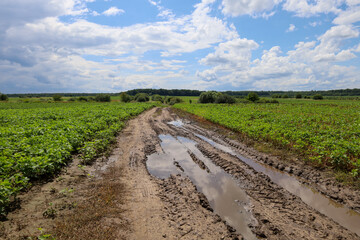 An empty rural road with puddles and tire tracks runs through a wide green field under a summer sky dotted with clouds. This image conveys a sense of space, freedom, and untamed nature.