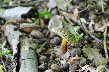 Hidden among fallen leaves and acorns, a mushroom with a textured cap and an orange stem grows on the forest floor. This detailed portrait of woodland life highlights the rich textures and abundance o
