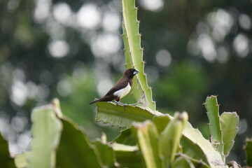 Obraz premium White rumped Munia on Cactus Leaf Bokeh
