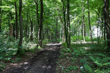 ​The depth and tranquility of a forest path beckon, winding through dense rows of tall trees whose canopies create a natural shelter from the sun. Light filters through the leaves, illuminating the wa
