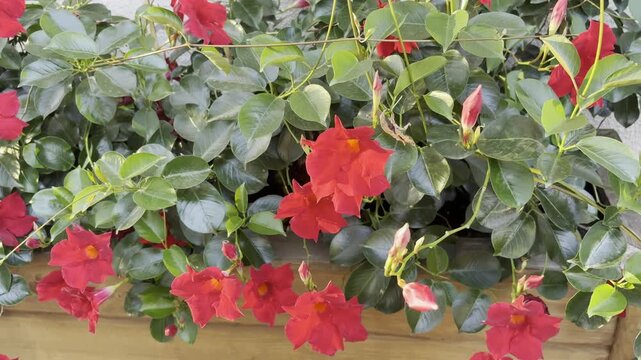 Mandevilla sanderi red flowers close up. Ornamental climbing garden plant, blooming Mandeville in flowerpot