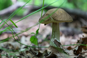 A small edible birch bolete mushroom with a brown cap and a light patterned stem grows on the forest floor. The mushroom is surrounded by fallen leaves and thin green grass, creating the atmosphere of