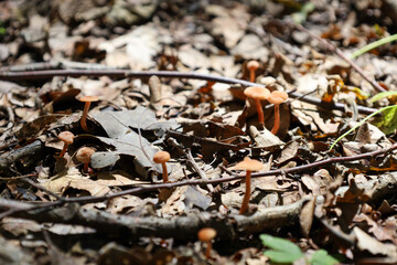 Small wild mushrooms with orange caps grow among dry fallen leaves and twigs. They break through the forest floor, creating an atmosphere of an autumn forest and natural harmony.