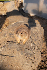 a boy wearing a kasa on Yanagawa Canal