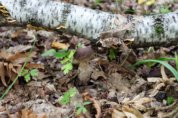 A small edible birch bolete mushroom with a brown cap and a light stem grows under a fallen birch trunk. The mushroom is surrounded by fallen leaves, creating the atmosphere of a quiet autumn forest.