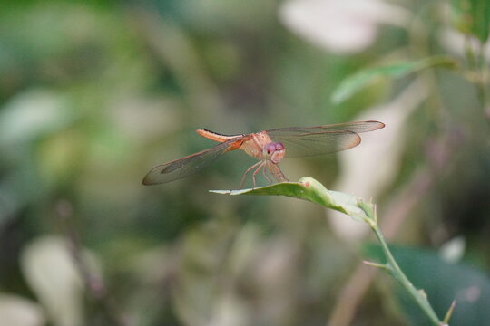 Red Dragonfly on Leaf, Blurred Green Bokeh