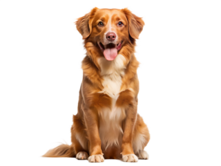 Happy Nova Scotia Duck Tolling Retriever Dog Sitting isolated on a transparent background