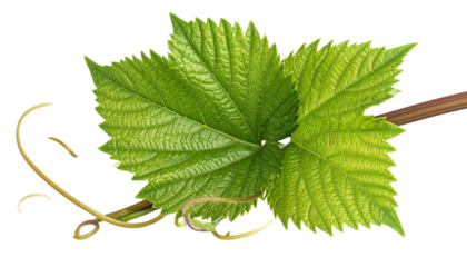 Cayratia Trifolia Plant Bush with Lush Green Leaves, Nature Frame Element, Transparent PNG