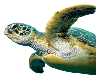  Ocean Wildlife Illustration – Green Sea Turtle Head and Flipper PNG
