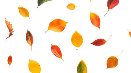 Collection of colorful autumn leaves in various shapes and sizes isolated on transparent background
