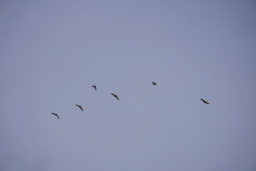 Fototapeta premium Birds Flying in Formation Against Clear Blue Sky