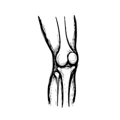 Monochrome anatomical illustration of a human knee joint showcasing skeletal structure for medical
