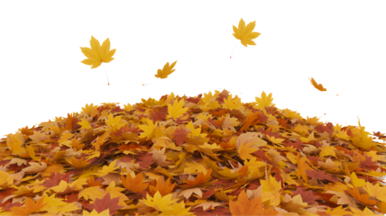 A large pile of colorful autumn maple leaves with a few leaves falling from above isolated on transparent background