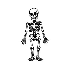 Monochrome illustration of a human skeleton standing upright against a clean white backdrop with