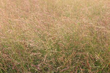 Panicum virgatum. Ornamental grass in the garden.