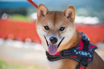 花畑を背景に微笑む豆柴 / Smiling Shiba Inu Puppy with Flower Field Backdrop