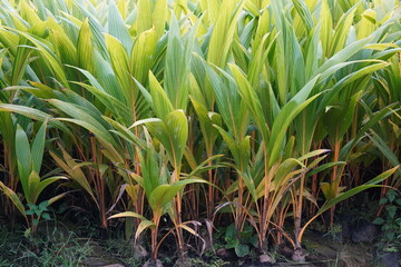 Obraz premium Young coconut seedlings growing in nursery beds for plantation propagation
