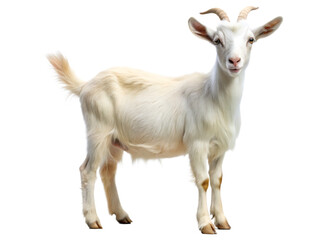 Obraz premium White goat standing full body view isolated on a transparent background animal farm animal