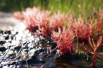 Drosera indica is a grass found on Phu Pha Thoep, a tourist attraction in Mukdahan Province.