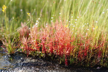 Drosera indica is a grass found on Phu Pha Thoep, a tourist attraction in Mukdahan Province.