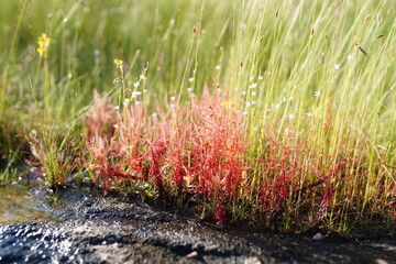 Drosera indica is a grass found on Phu Pha Thoep, a tourist attraction in Mukdahan Province.