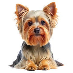 Yorkshire Terrier dog front view on white background isolated on a transparent background