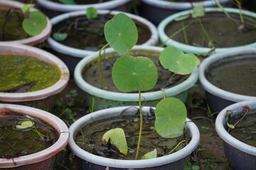 Young water lily plants growing in nursery pots for aquatic gardening