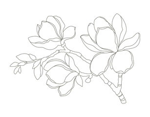 Magnolia flowers branch hand drawn botanical line art. Floral pattern in contemporary style. Vector illustration