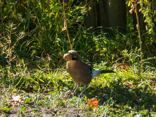 A Eurasian jay carrying a walnut.