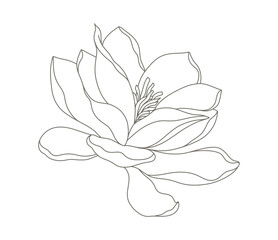 Magnolia flower hand drawn botanical line art. Floral pattern in contemporary style. Vector illustration