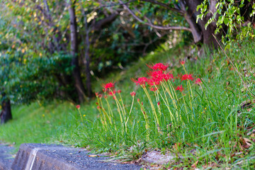 散歩の途中で見つけた秋の気配