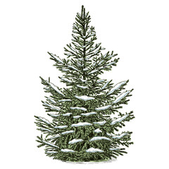 Hand drawn snowy green spruce tree. Vector illustration.