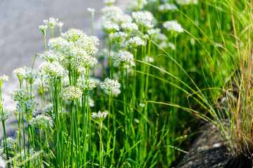 散歩の途中で見つけた秋の気配