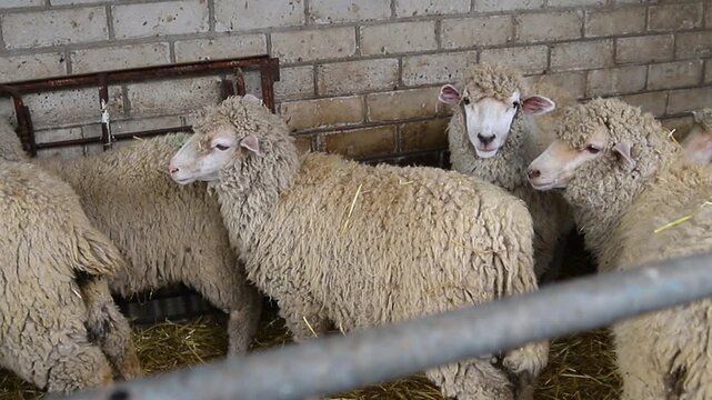 A group of sheep is standing in a barn and eating hay. Agriculture, sheep breeding. The animals stand exactly in a row and have lunch.