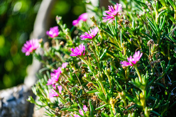 散歩の途中で見つけた秋の気配