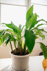 Favorite spathiphyllum flower in a pot on the table. Lush green leaves.