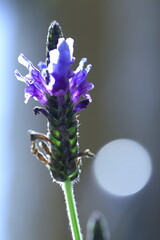 紫の花を咲かせたデンターラベンダー