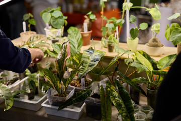 Beautiful and Lush Indoor Plants on Display at a Vibrant Plant Market Exhibition