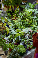Exploring the vibrant and lush greenery found at a thriving plant market full of life