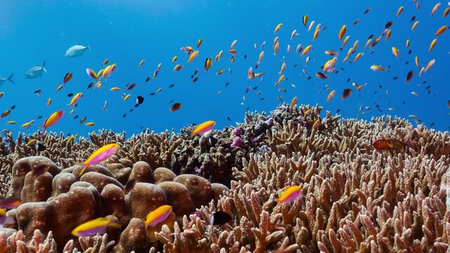 Static shot of low lying coral reef with brightly coloured fish in sunlight
