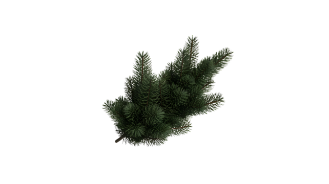 A detailed 3d render of a small evergreen tree with lush green needles isolated on transparent background