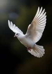 A magnificent white dove soars through the air, wings outstretched against a dark backdrop, showcasing delicate feather details and a sense of freedom.