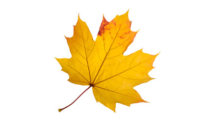 Fototapeta premium A single vibrant yellow maple leaf with hints of red and orange isolated on a transparent background isolated on transparent background