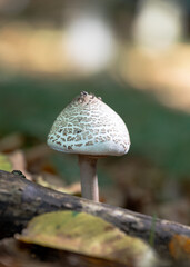 mushroom in the forest