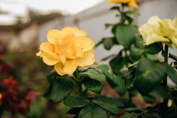 A yellow rose on a bush in a summer garden. Juicy bright greenery, blurred background. The beauty of nature. A blooming flower.