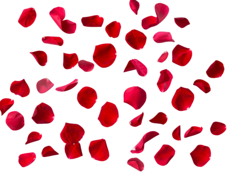 Falling Red Rose Petals, Romantic Flower Elements Isolated on Transparent Background