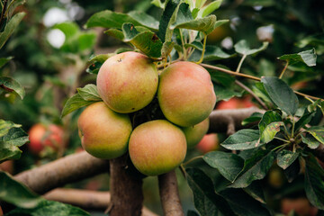 Green apples with pink sides on a tree in the garden are hanging from a branch. An orchard.