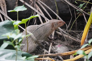 Fototapeta premium Indian Grey Mongoose in Natural Habitat